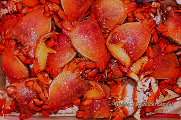 Crabs-for-sale-fish-market-Melbourne-Australia